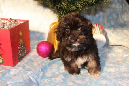 havanese-puppies